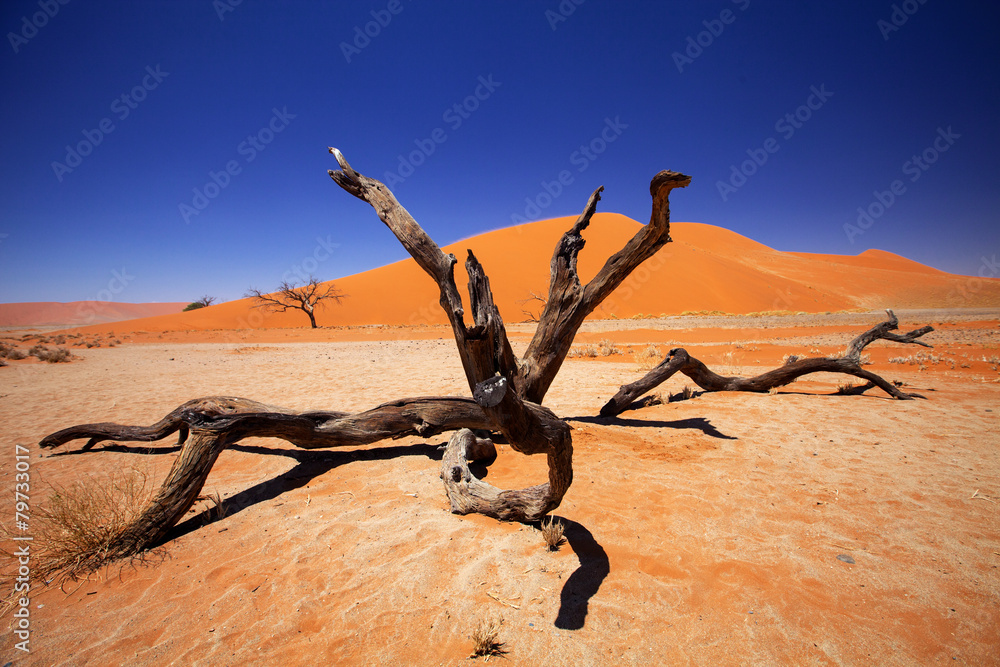 dry tree  Sossusvlei, Namibia - obrazy, fototapety, plakaty 