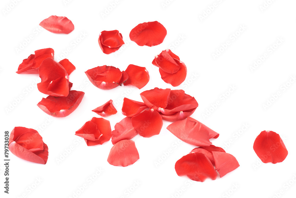 Fototapeta premium Surface covered with rose petals