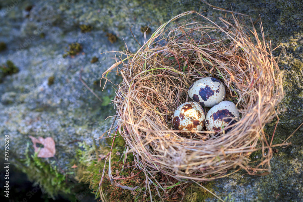 Nest with three quail eggs on moss stone Nest with three quail eggs on moss stone