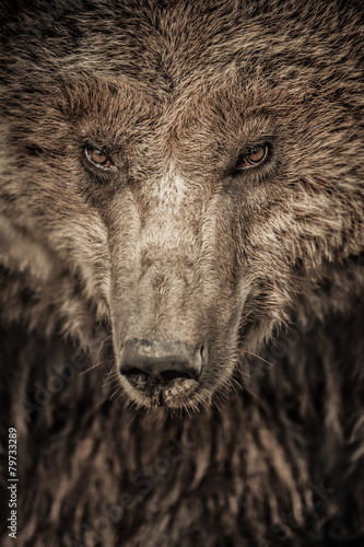 Big brown bear close up portrait
