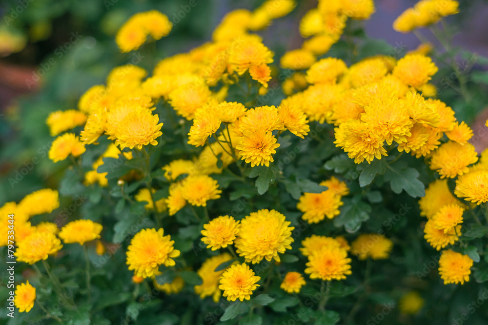 Yellow autumn chrysanthemum with green leaves Yellow autumn chrysanthemum with green leaves