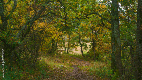 Fabulous beautiful colorful yellow green dark oak forest path © Szabolcs Csehak