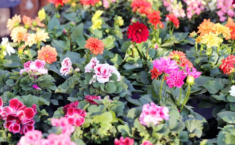 flowers dahlia for sale in florist's greenhouse in spring flowers dahlia for sale in florist's greenhouse in spring