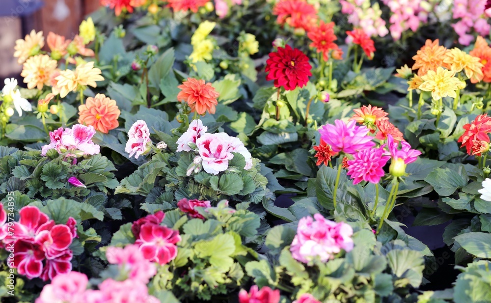 flowers dahlia for sale in florist's greenhouse in spring