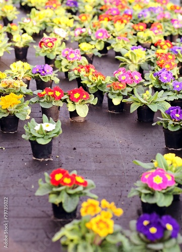 pots of Primroses and VIOLETS for sale in the greenhouse