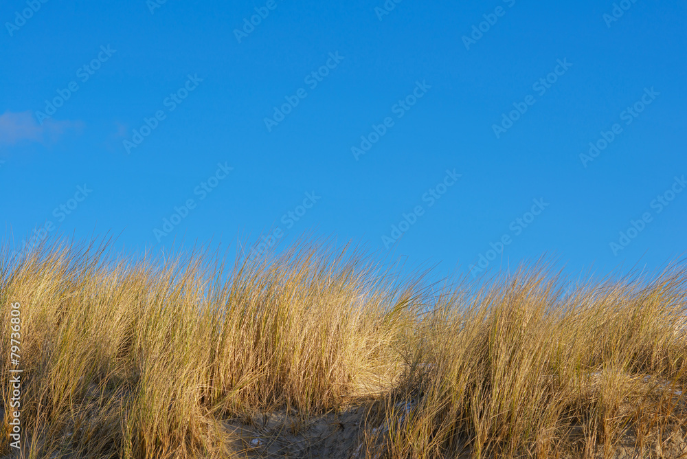 Dunes grass and brilliant blue sky Dunes grass and brilliant blue sky