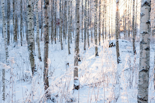 Slika na platnu Snowy birch forest and sun light