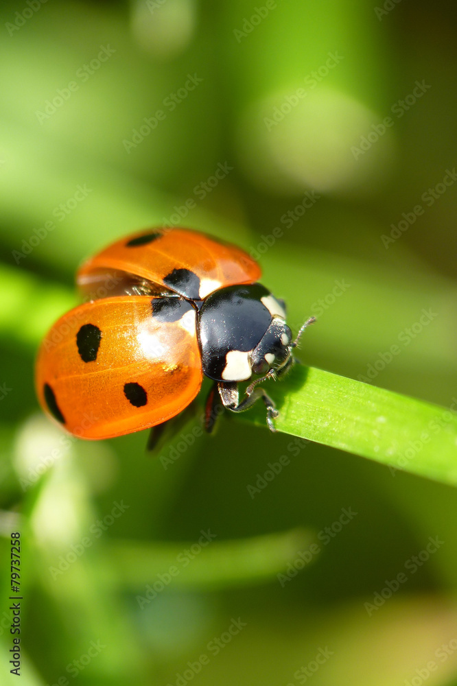 Marienkäfer...Ladybug Marienkäfer...Ladybug