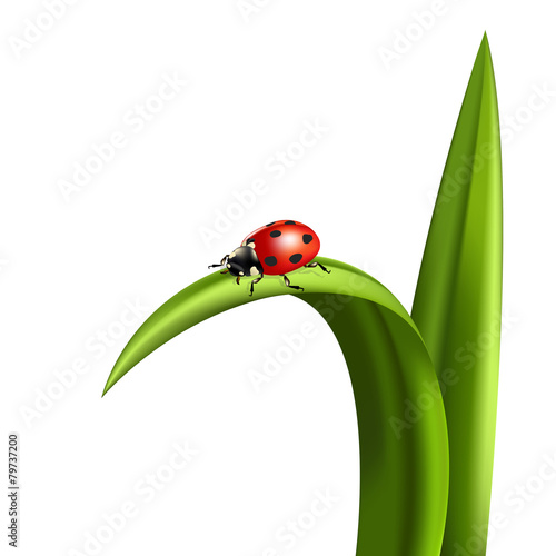Ladybug on grass isolated on white background