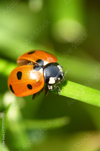 Marienkäfer...Ladybug