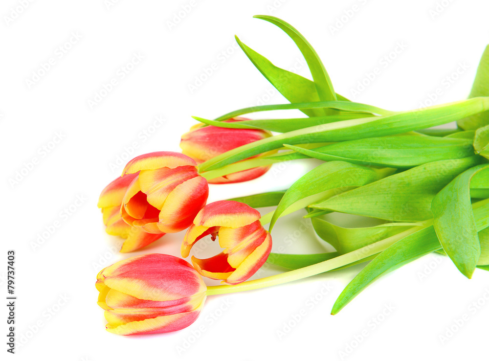Fototapeta premium Beautiful pink with yellow tulips