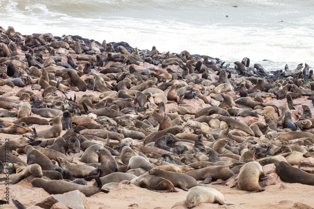 huge colonies, Brown fur seal, Arctocephalus pusillus huge colonies, Brown fur seal, Arctocephalus pusillus