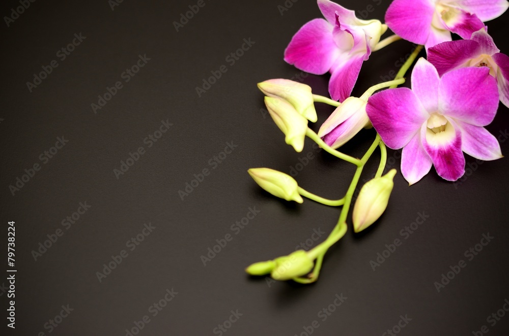 Obraz premium 蘭の花