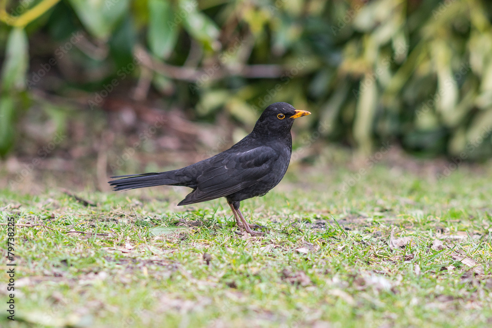 Obraz premium Male blackbird standing on grass