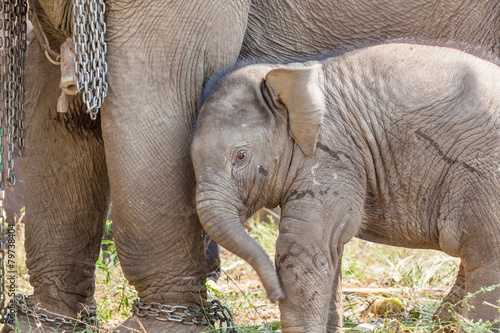 Photography young elephant
