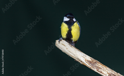 Carbonero (Parus major) photo