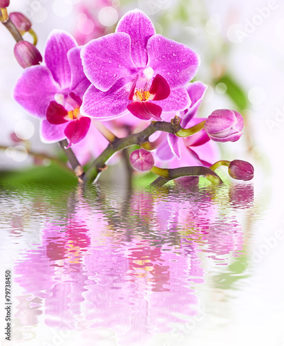 Fototapeta Naklejka Na Ścianę i Meble -  beautiful pink orchid flower background reflected in water