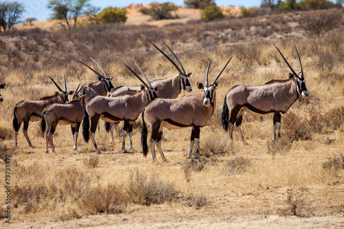 Gemsbok herd of antelope photo