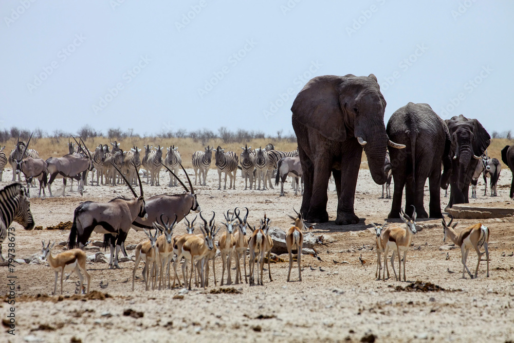 Fototapeta premium African elephants at Gemsbok, sprinbok and zebras at waterhole