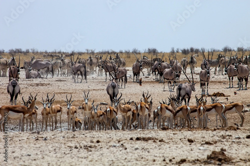 enormous number of animals at the waterhole in the Etosha
