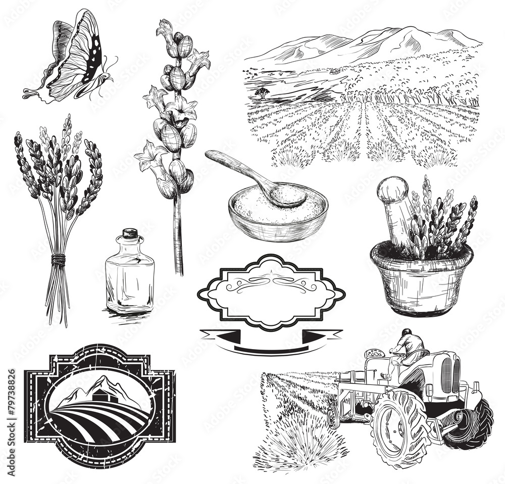 Obraz premium lavender flowers sketch