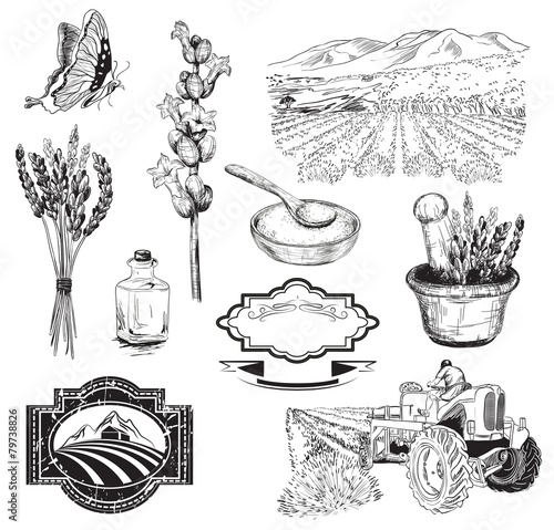 lavender flowers sketch