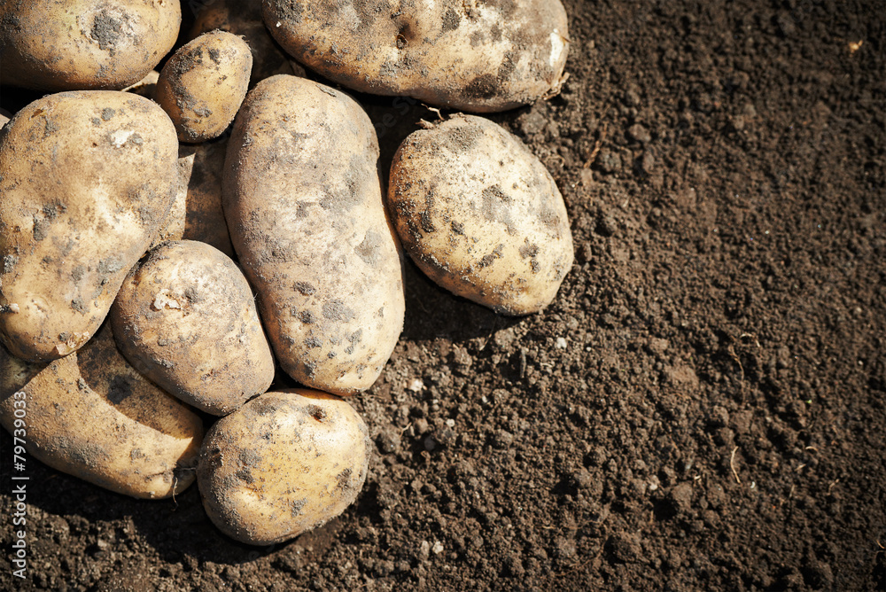 Potatoes on the ground Potatoes on the ground