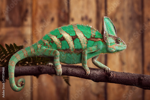 Chameleon on wooden backround