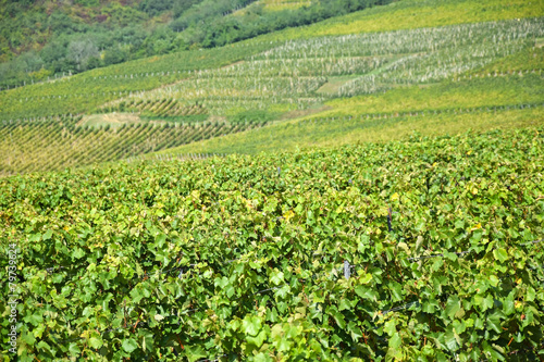 Vineyards in the hill-side near Tokaj city  Hungary