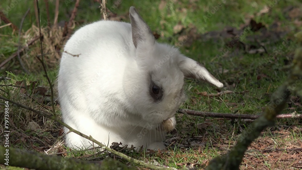 Kaninchen sitzt auf der Wiese und putzt die Ohren Kaninchen sitzt auf der Wiese und putzt die Ohren