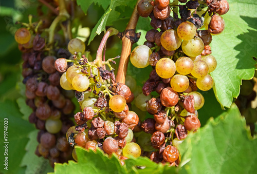 Photos Half rotten white grapes