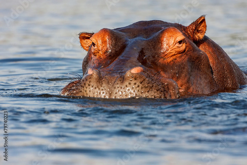 Obraz na plátně adult male Hippopotamus, Hippopotamus amphibius