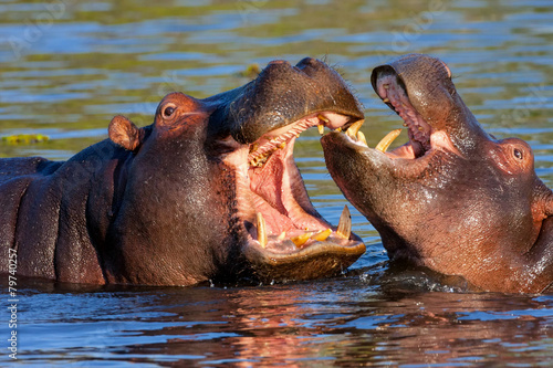 Game two young Hippopotamus, Hippopotamus amphibius,