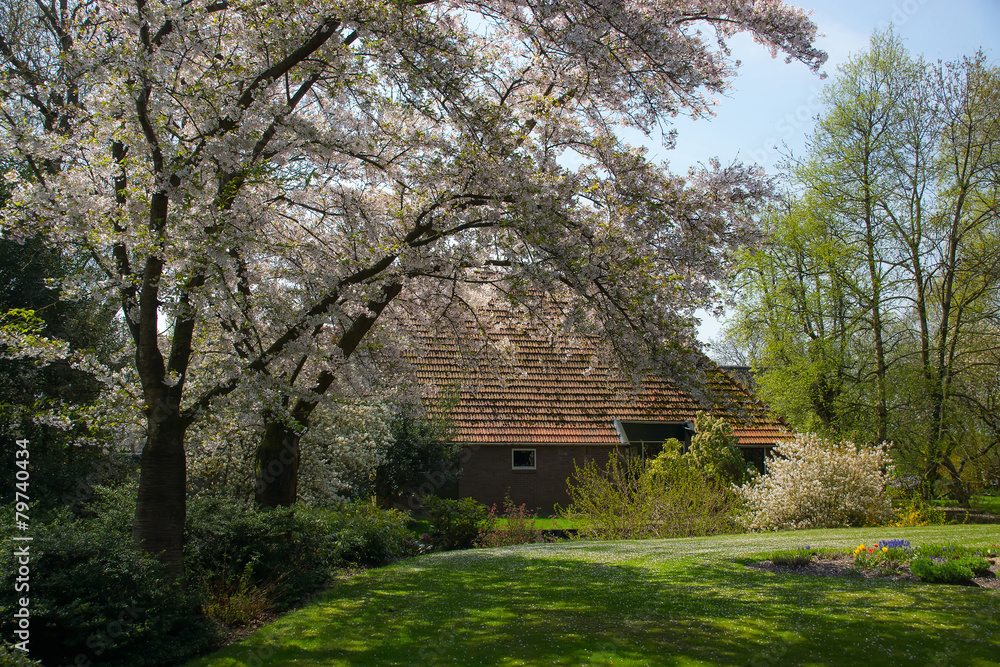 Spring blossom Spring blossom