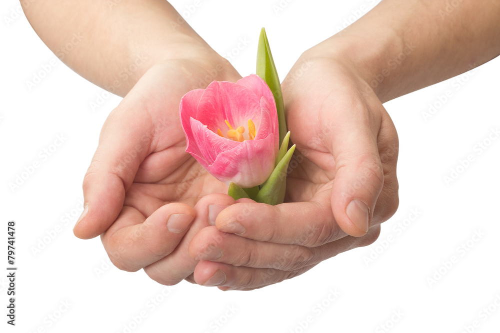 human hands with a flower on a white background isolated