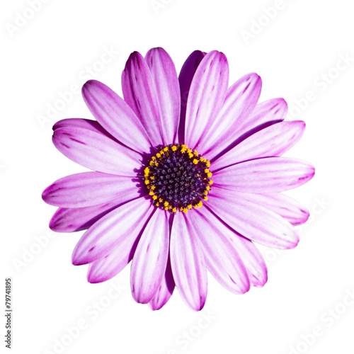 Isolated purple flower on white background