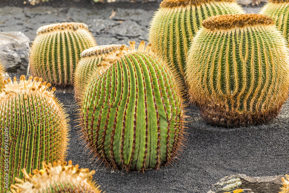 pile of Echinocactus grusonii, cactus typical of southern hemis pile of Echinocactus grusonii, cactus typical of southern hemis