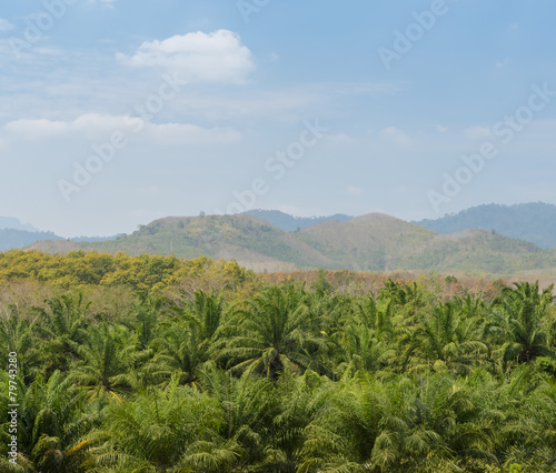 Oil palm tree in Thailand