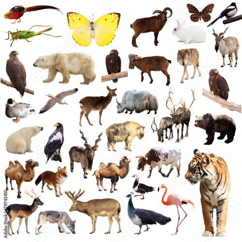Set of asian animals