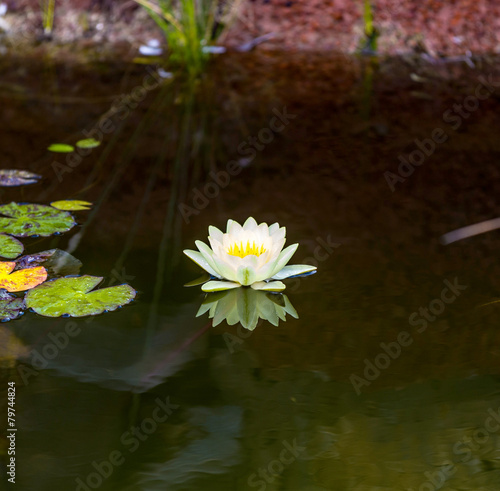 blooming water lily floating in the lake