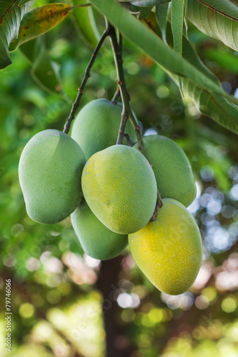 Bunch of green and yellow ripe mango on tree in garden with tree