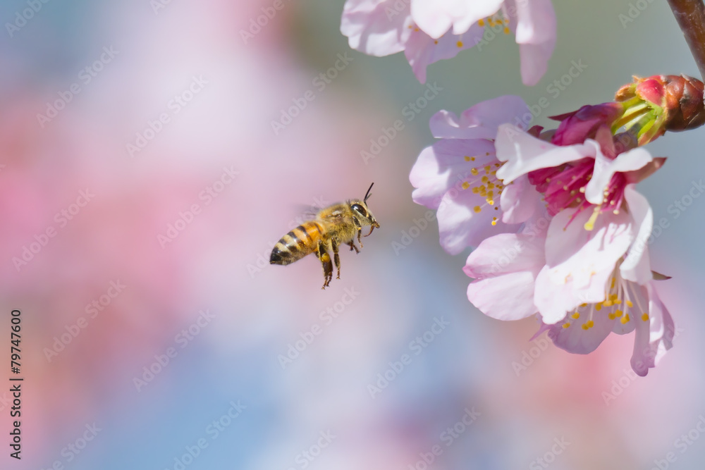 Cherry Blossom and Honeybee - obrazy, fototapety, plakaty 