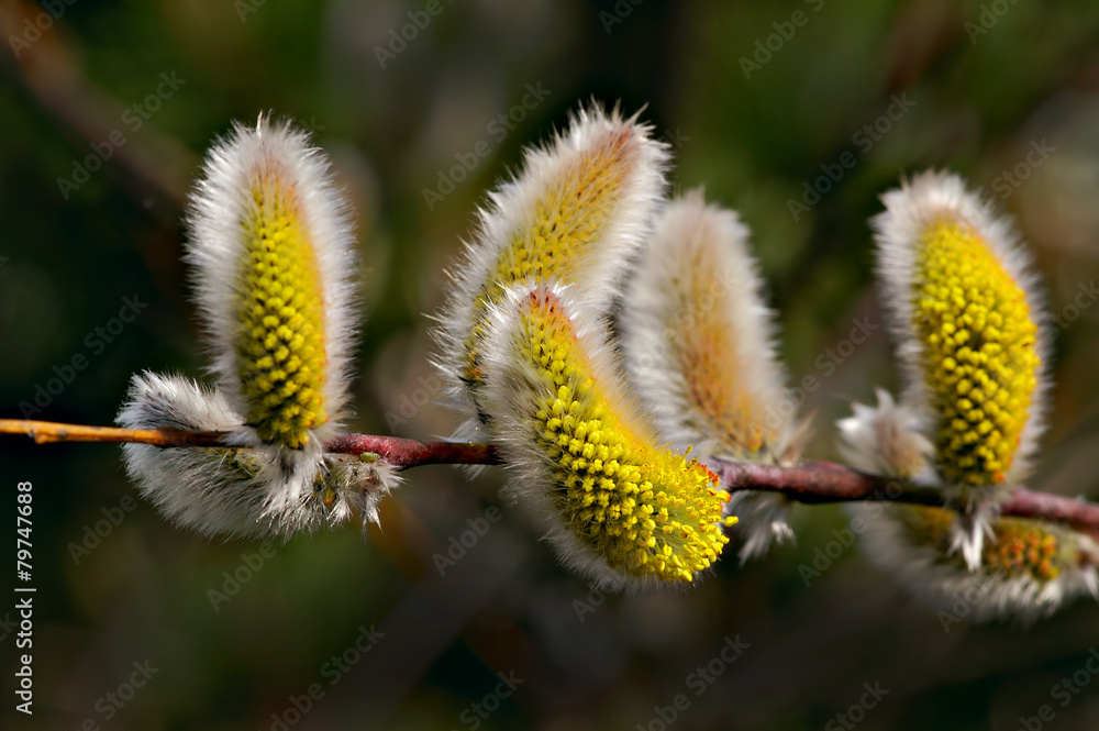 Obraz premium Kätzchen, Weidenkätzchen, Palmkätzchen