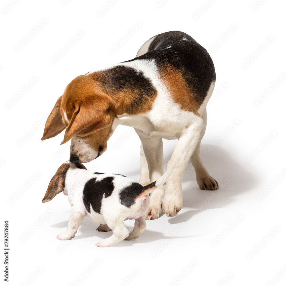 Adult Beagle playing with a Biagle Puppy