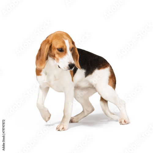 Beagle dog isolated on white background