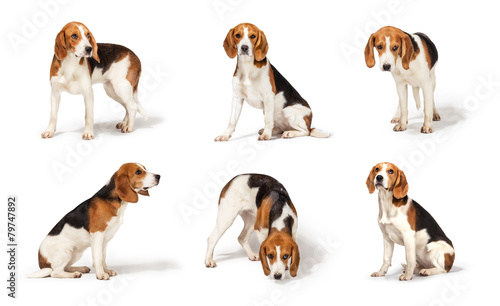 Fototapeta Naklejka Na Ścianę i Meble -  Beagle dog isolated on white background 6 in 1
