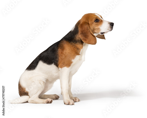 Beagle dog isolated on white background © GBARINOV