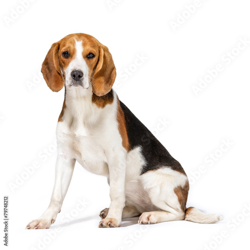 Beagle dog photo