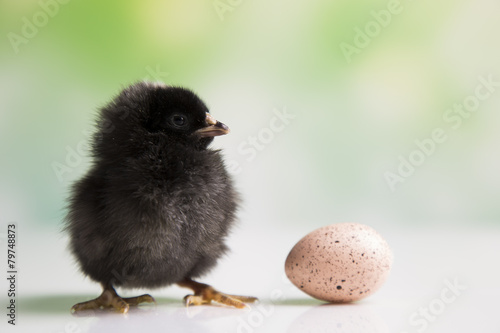 Easter chicken. Egg
