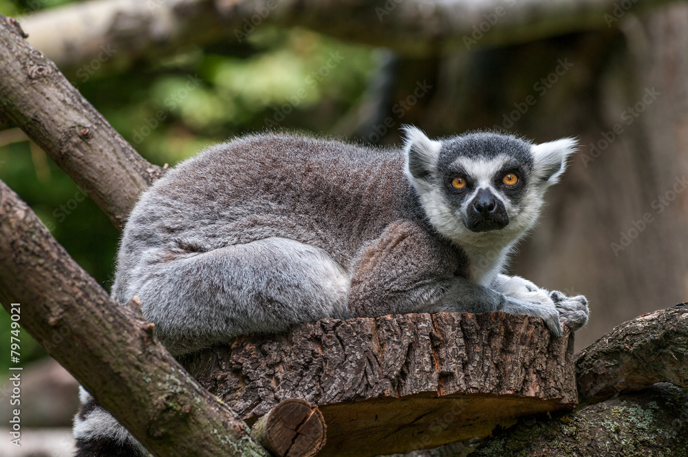 Portrait of a Lemur at closeup